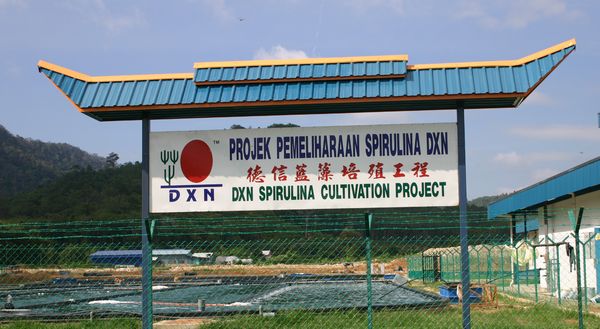 DXN